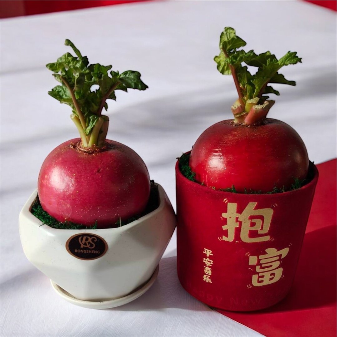 【过年好彩头】樱桃萝卜盆栽 节庆新居开幕乔迁升官送礼 自家客厅 - 植栽/盆栽 - 陶 