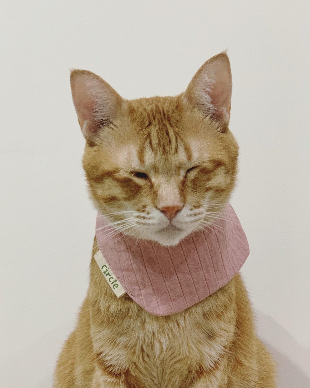 吐司夹什么领巾 -【 偷吃一口棉花糖 粉 】 - 项圈/牵绳 - 棉 粉红色