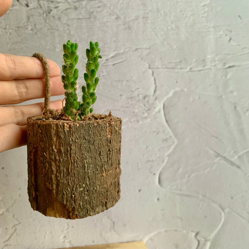 手工木作设计 盆栽摆饰 多肉植物 花吹雪 - 植栽/盆栽 - 木头 