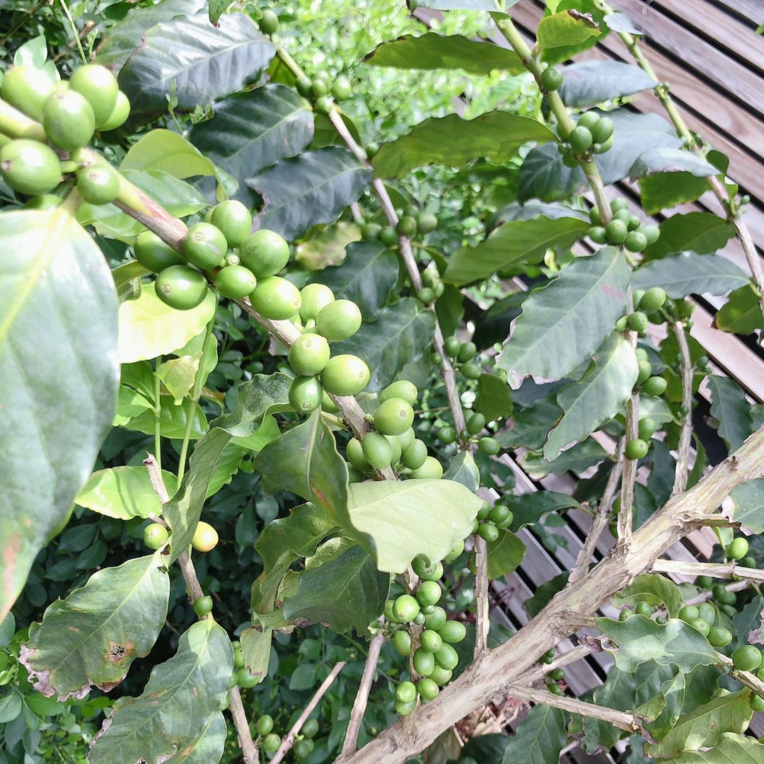 无瑕疵豆 生豆 埃塞俄比亚 古吉 蔷薇 日晒 G1 精品咖啡 生豆 - 咖啡 - 其他材质 