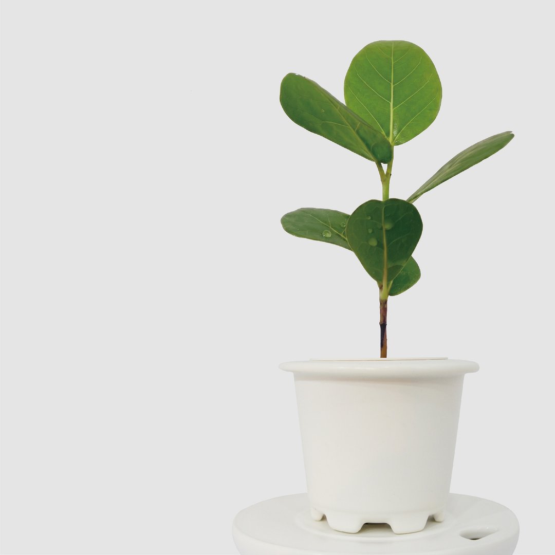 │ 窑瓷系列 │ 海葡萄 - 招财植物 宠物友善 水耕无土 自动浇水 - 植栽/盆栽 - 植物．花 