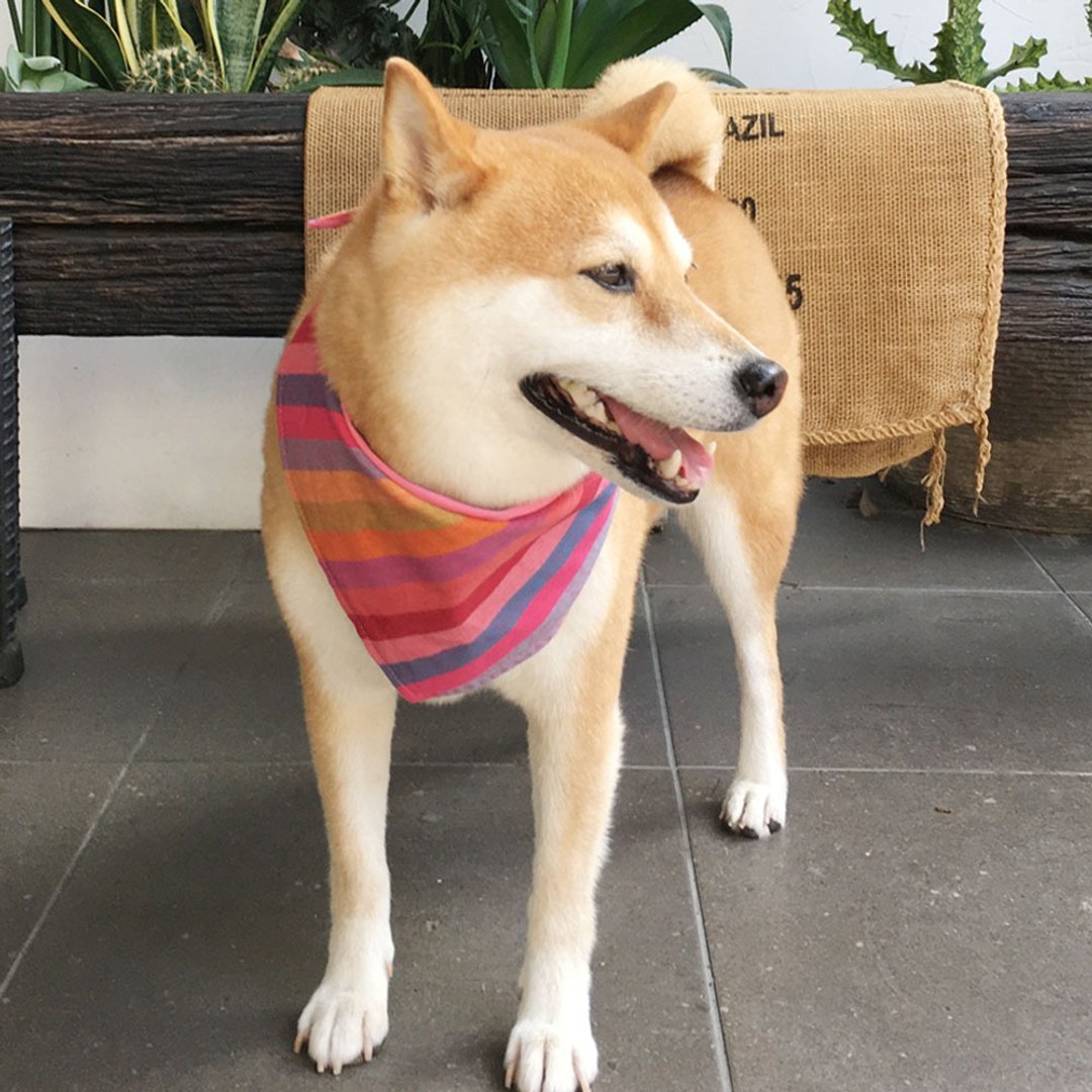 狗狗专属名领巾-定制化(中型犬)- 粉条 - 项圈/牵绳 - 棉 粉红色