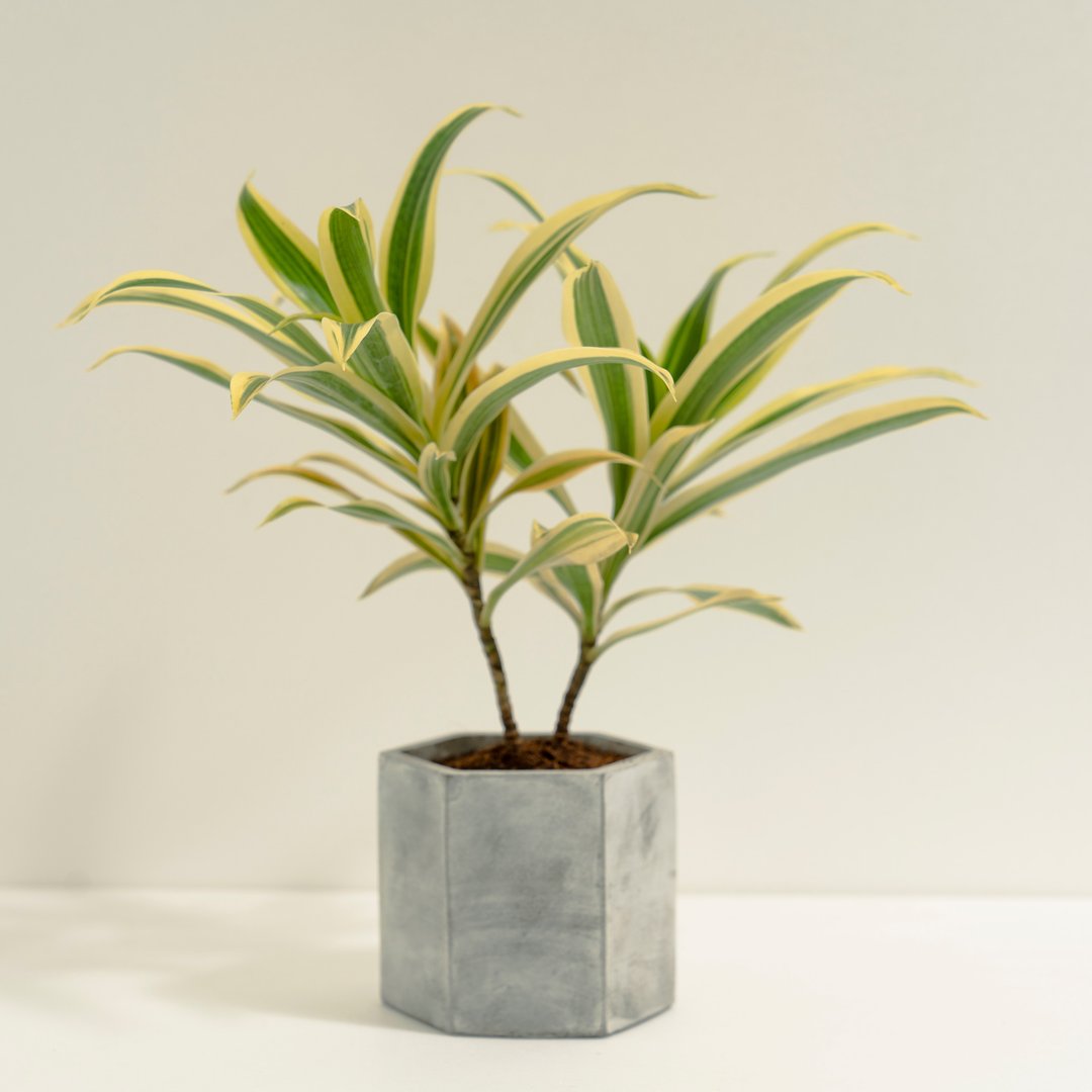 百合竹│泥作系列│福所栽 - 植栽/盆栽 - 水泥 金色