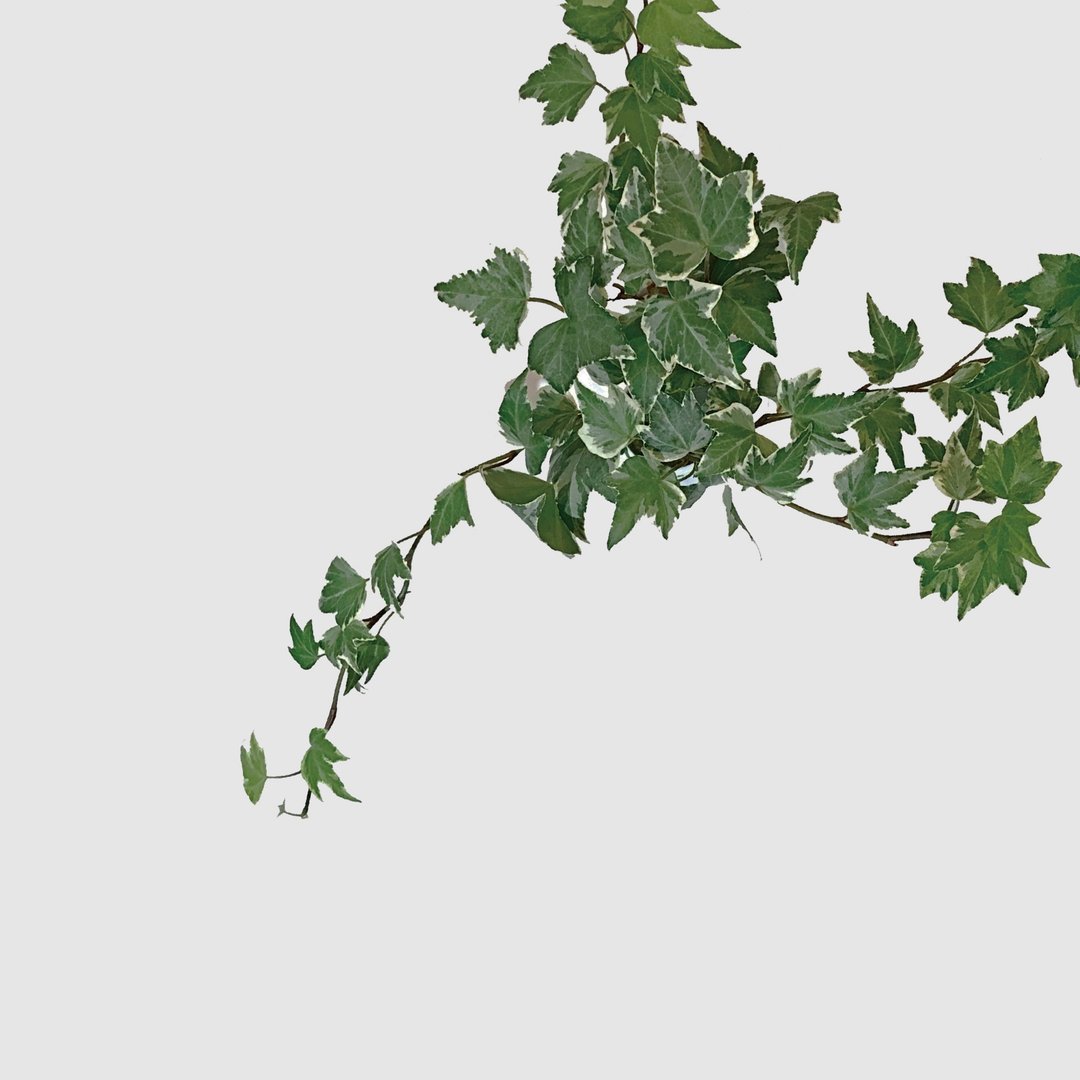 / 水耕玻璃 / 常春藤 - 植栽/盆栽 - 植物．花 