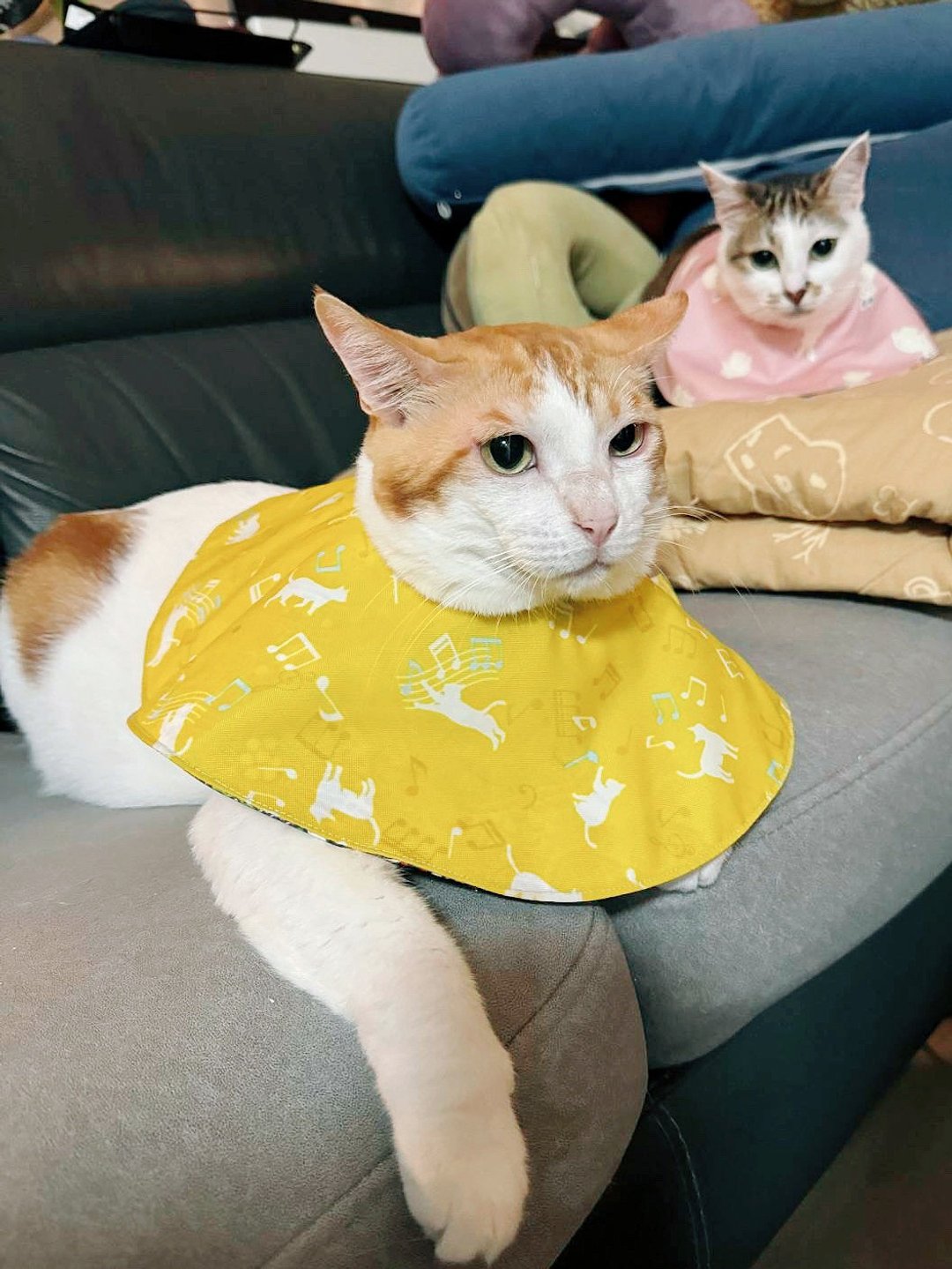 猫咪专用防水头套 头罩 - 衣/帽 - 棉 黄色