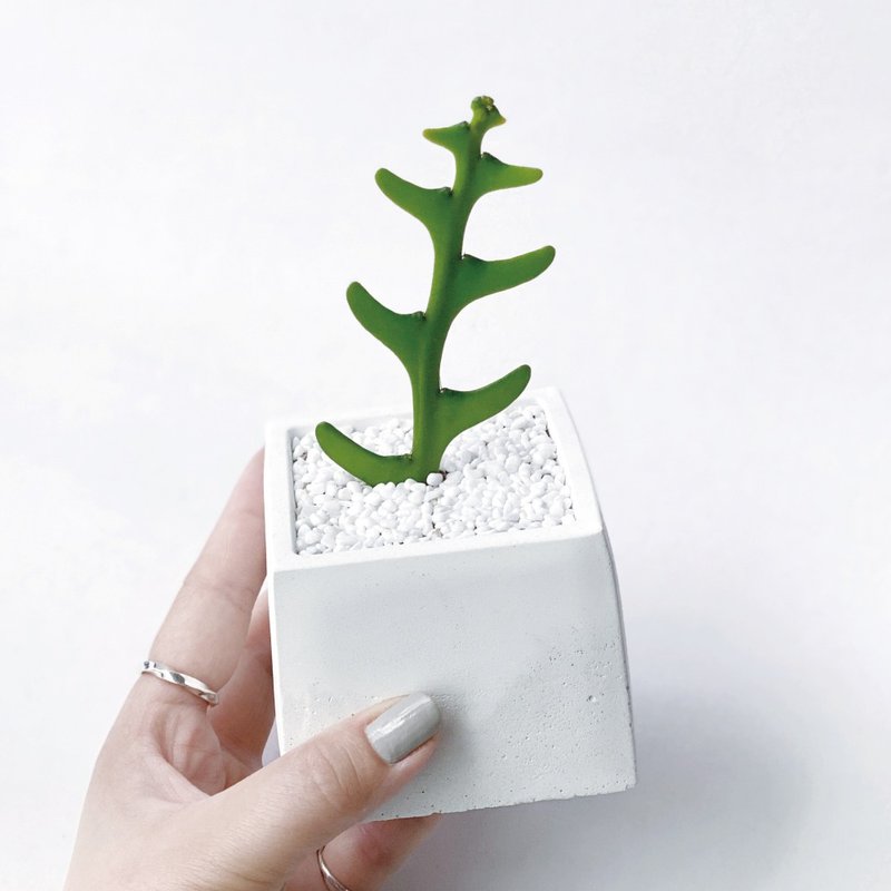 (预购) 网美风 ! 鱼骨令箭仙人掌 方形渐层水泥仙人掌植栽 - 植栽/盆栽 - 植物．花 灰色