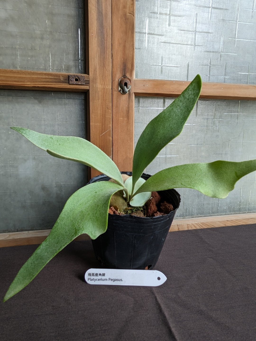 飞马鹿角蕨Platycerium Pegasus - 植栽/盆栽 - 植物．花 绿色