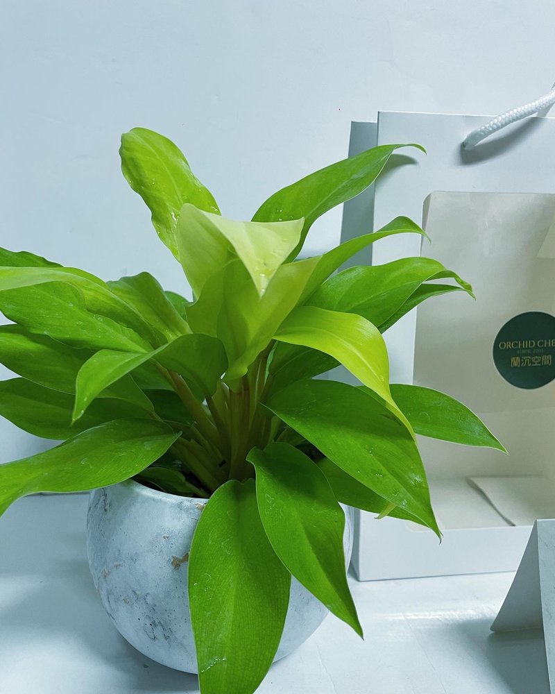 【质感爆棚】蔓丽榕大理石盆 桌上型 送礼自用摆设 - 植栽/盆栽 - 石头 