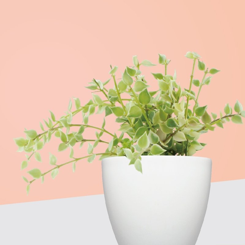 │ 犀力系列 │ 百万心 - 垂挂植物 水耕盆栽 自动补水 - 植栽/盆栽 - 植物．花 白色