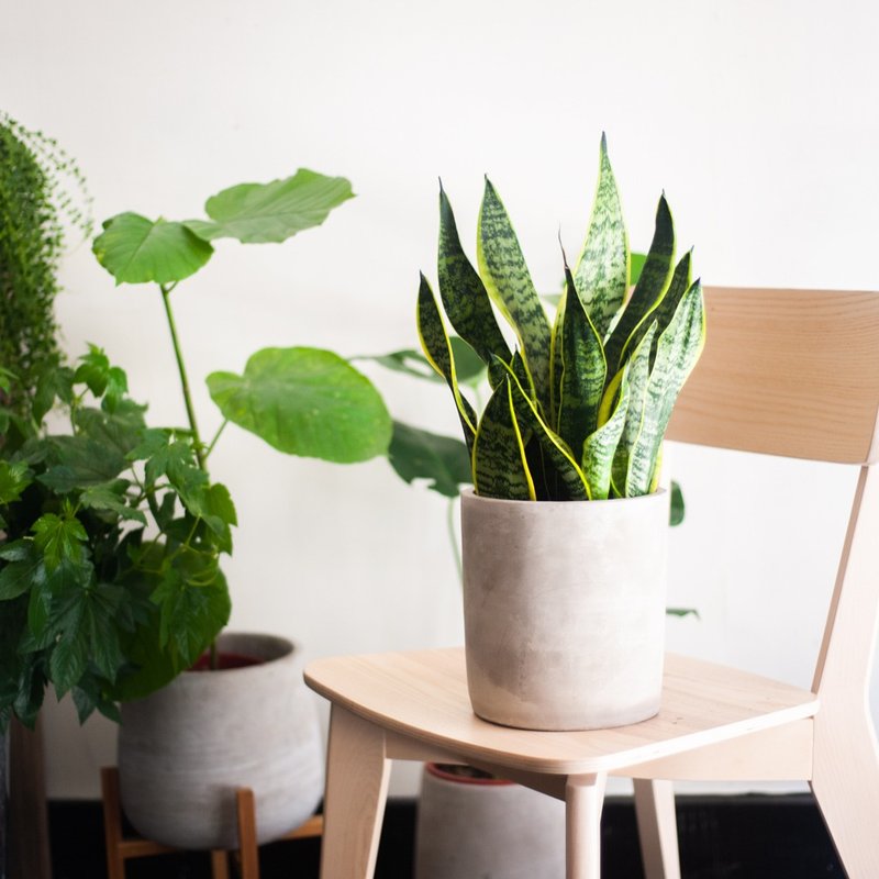 【懒人观叶】虎尾兰中型盆栽 居家办公室软装 - 植栽/盆栽 - 植物．花 绿色