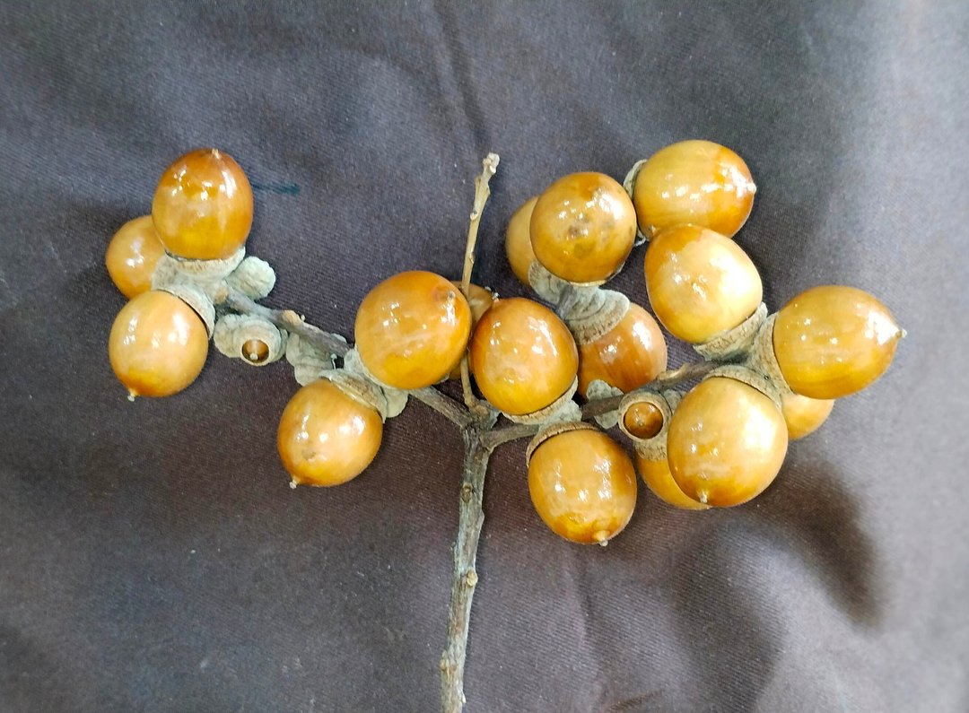 三斗石栎果实串 - 植栽/盆栽 - 其他材质 