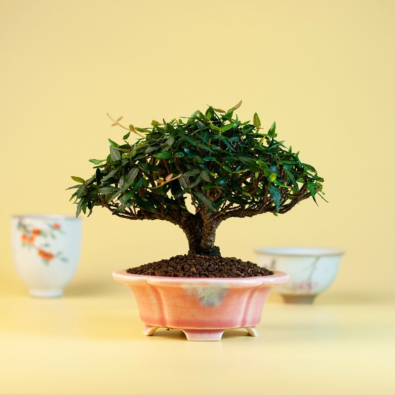 【日本植物】缩缅葛 小品盆景 居家 阳台 窗台植物 - 植栽/盆栽 - 植物．花 