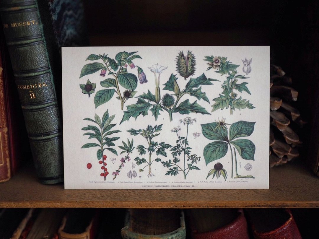 1900年英国植物/蕈菇类图鉴系列 复刻版明信片 C款 - 卡片/明信片 - 纸 