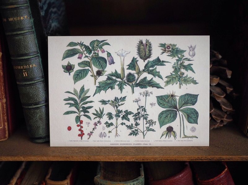 1900年英国植物/蕈菇类图鉴系列 复刻版明信片 C款 - 卡片/明信片 - 纸 