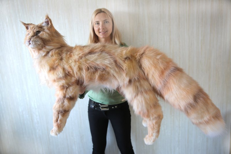 Maine Coon realistic plush toy. Cat portrait. Ooak doll. Art doll animalal - 玩偶/公仔 - 其他材质 橘色