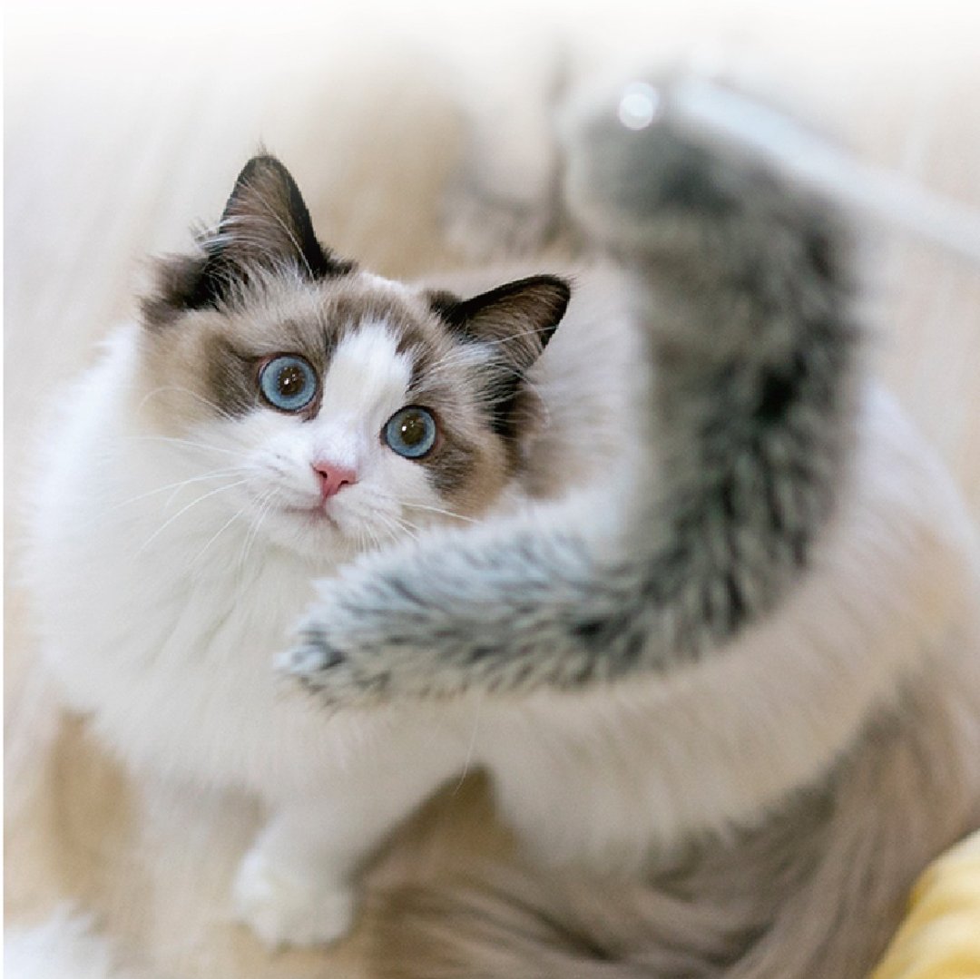 pidan逗猫棒系列玩具配件 A5款 - 玩具 - 其他金属 灰色