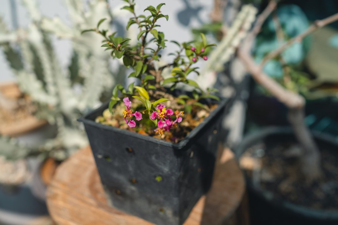 李氏樱桃迷你盆栽 模样木超迷你 开花植物 迷你植栽 造型盆栽 - 植栽/盆栽 - 植物．花 绿色