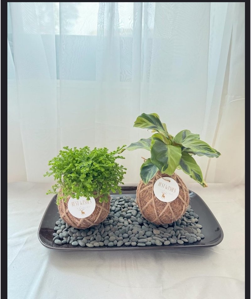 苔球植物 蕾丝蕨 合果芋 油画竹芋 - 植栽/盆栽 - 植物．花 