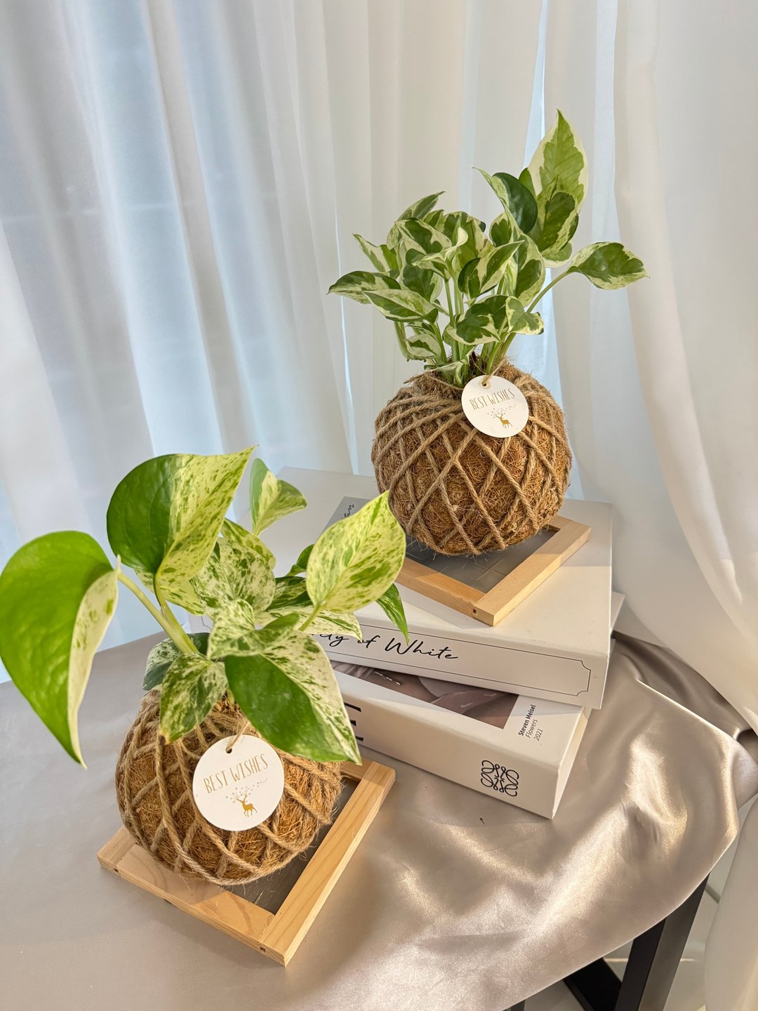 苔球植物 蕾丝蕨 合果芋 洞洞蔓绿绒 - 植栽/盆栽 - 植物．花 