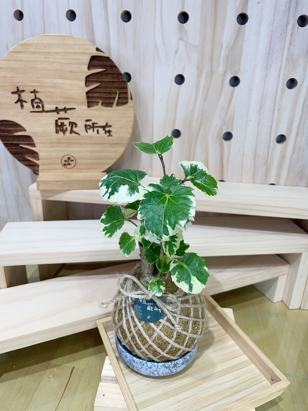 【植蕨所在】 黄金福禄桐 室内植物 水苔球 居家摆设 空间美学 - 植栽/盆栽 - 植物．花 