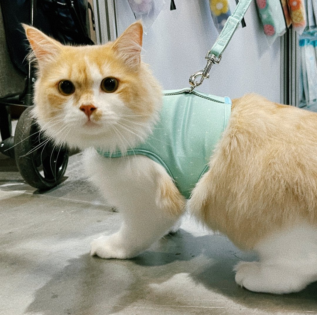 SHAPU 大角度胸背衣-绿十字(不含牵绳) - 项圈/牵绳 - 聚酯纤维 