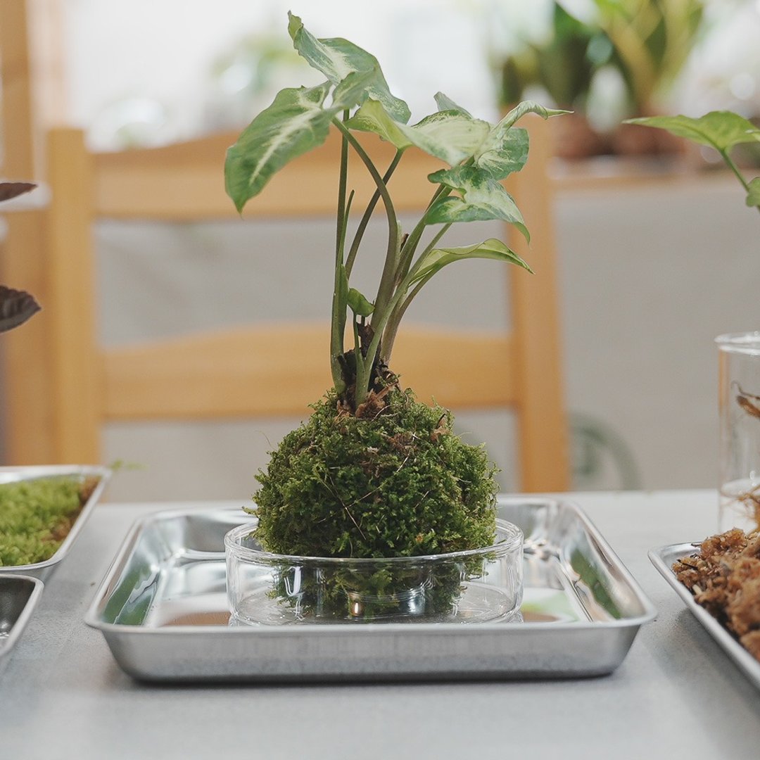 手作植栽－苔球植物 可用文化币 - 植栽 - 植物．花 