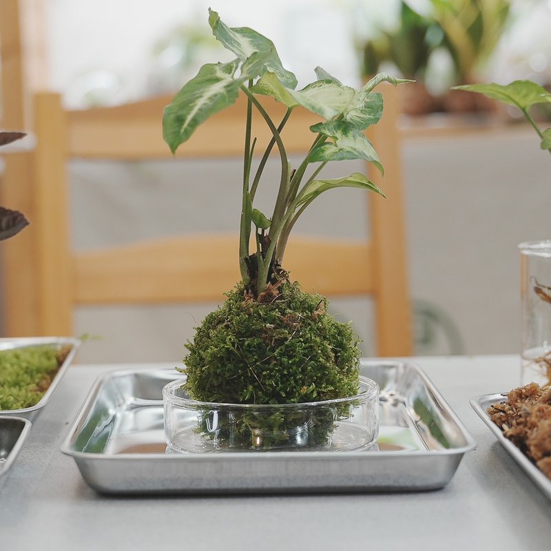 手作植栽－苔球植物 可用文化币 - 植栽 - 植物．花 