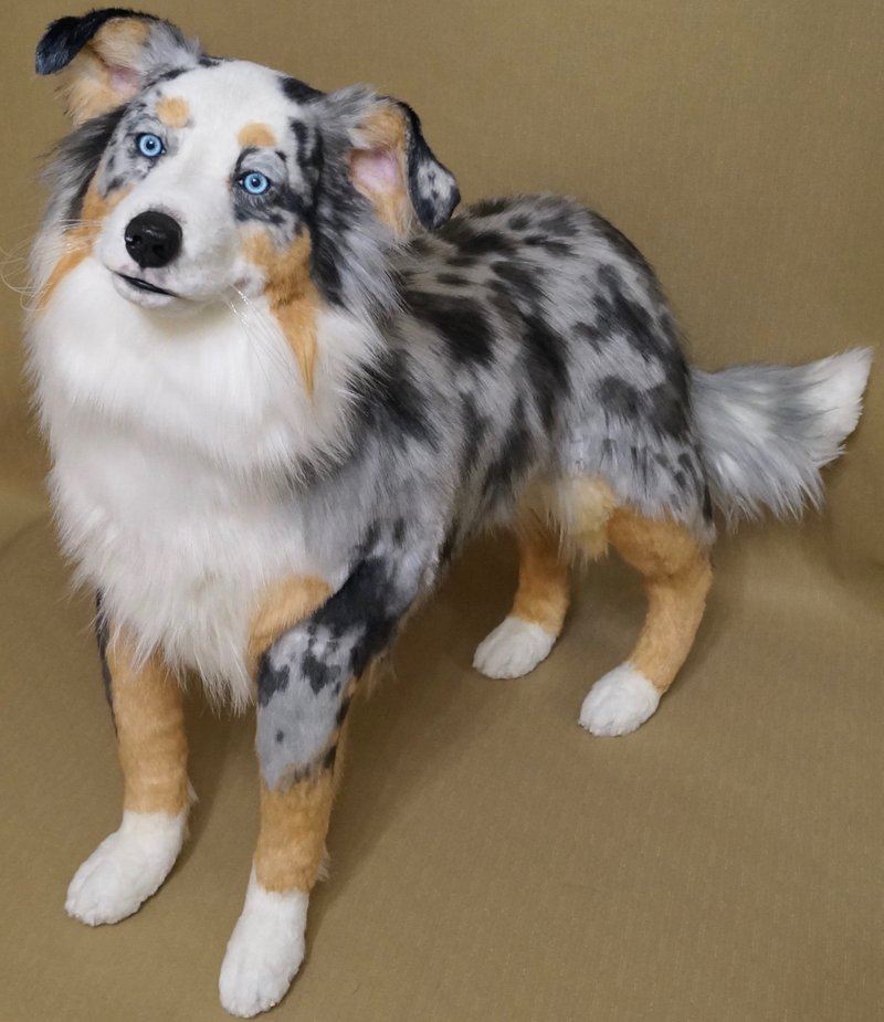 澳大利亚牧羊犬, - 摆饰 - 聚酯纤维 蓝色