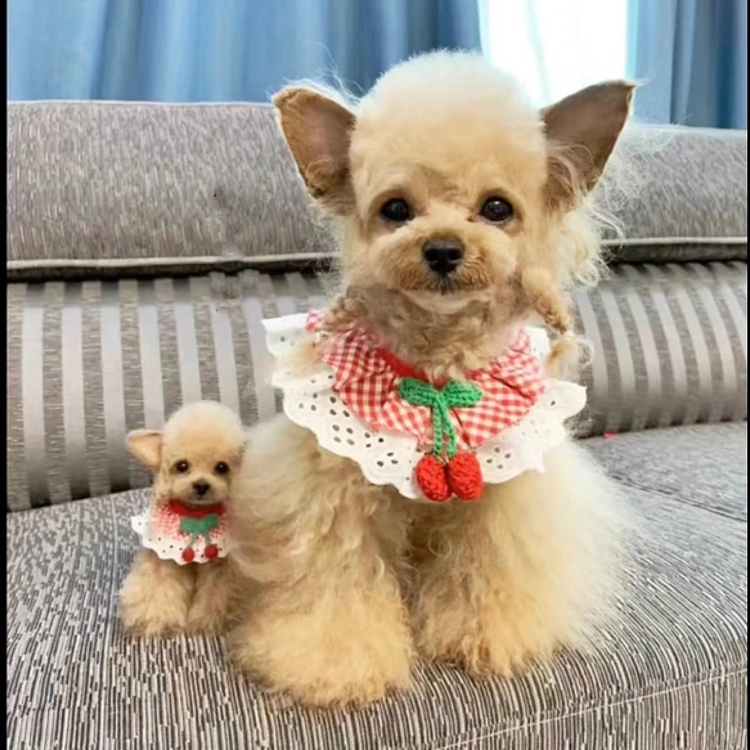 定制 逼真犬 毛孩 宠物 泰迪 羊毛毡 娃娃 似颜绘 纪念 狗狗 f9 - 玩具 - 羊毛 多色