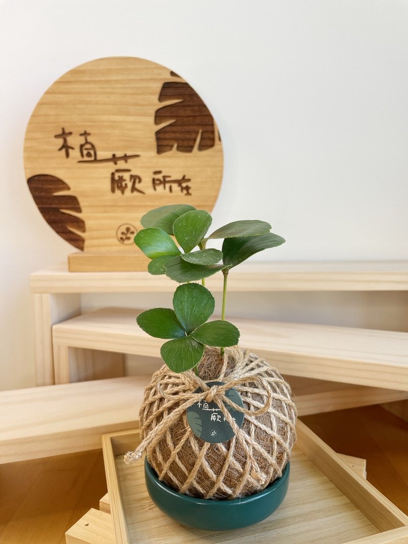 幸运草铁树 水苔球植物 室内植物 居家摆设 - 植栽/盆栽 - 植物．花 