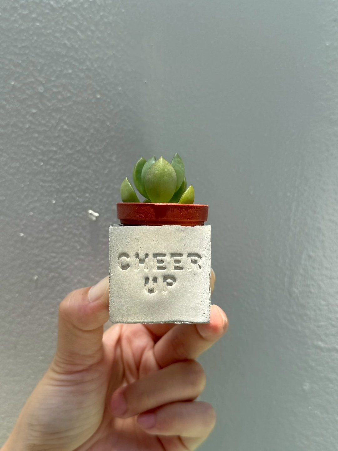 Cheer up 加油    多肉磁铁盆栽 - 植栽/盆栽 - 水泥 