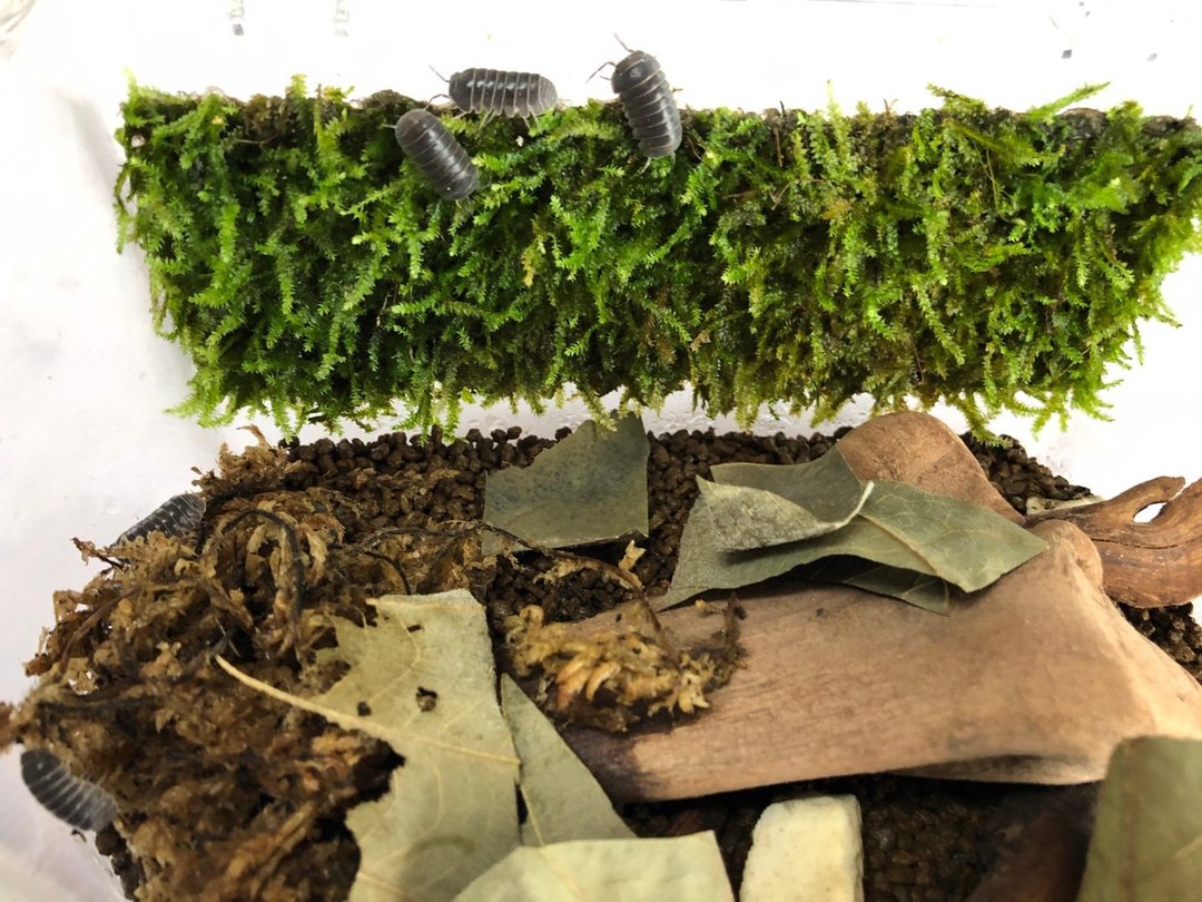 鼠妇苔藓生态箱体验课程/2-3小时可完【1人成团】 - 植栽 - 其他材质 