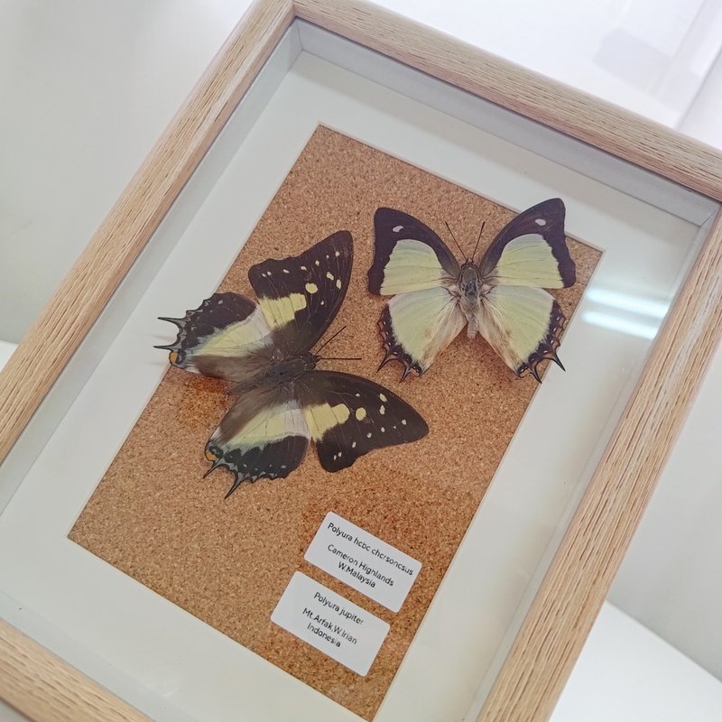 腐败中的美丽 - 双尾蛱蝶 | 蝴蝶标本 - 摆饰 - 其他材质 多色