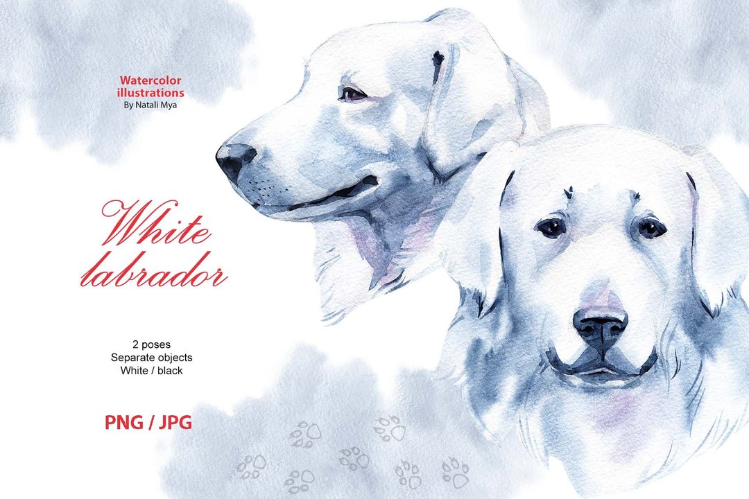 Watercolor dog, White Labrador, Slovakian Chuvach, white dog clipart, dog breed - 电子手绘真人画像/绘画/插画 - 其他材质 