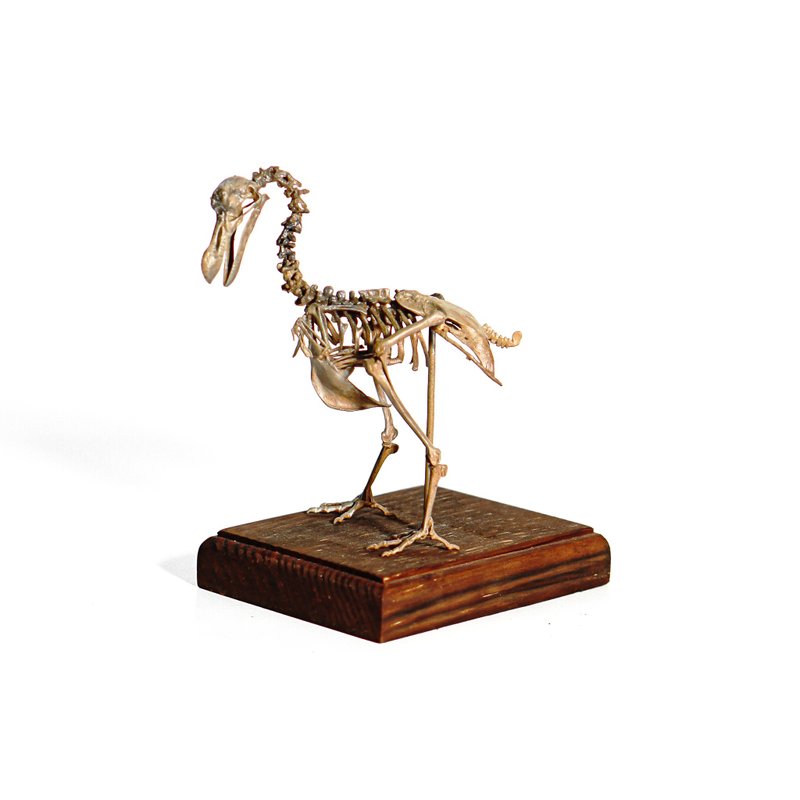 古生物3D打印模型-渡渡鸟 - 其他 - 树脂 