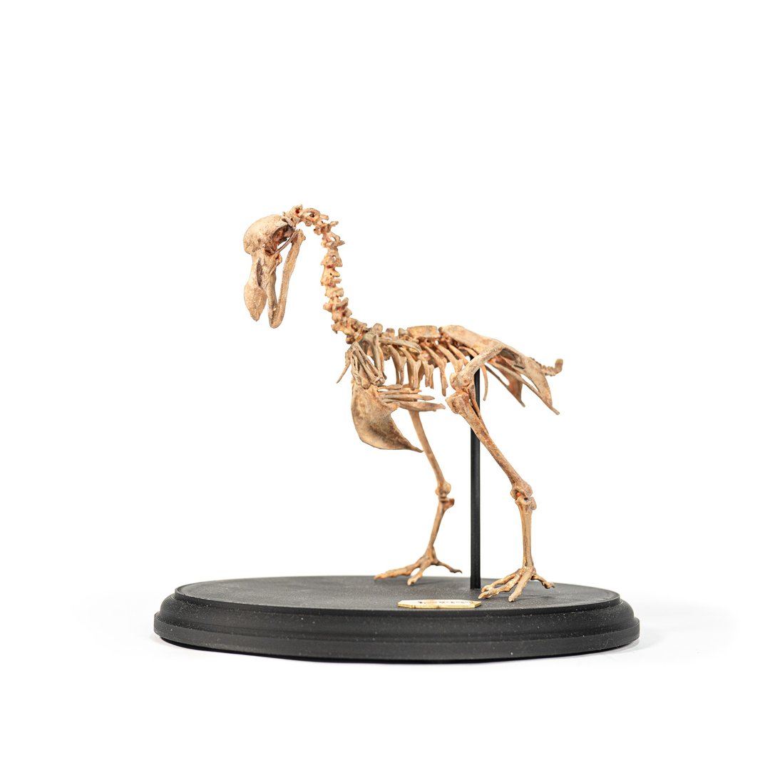 古生物3D打印模型-渡渡鸟 - 其他 - 树脂 