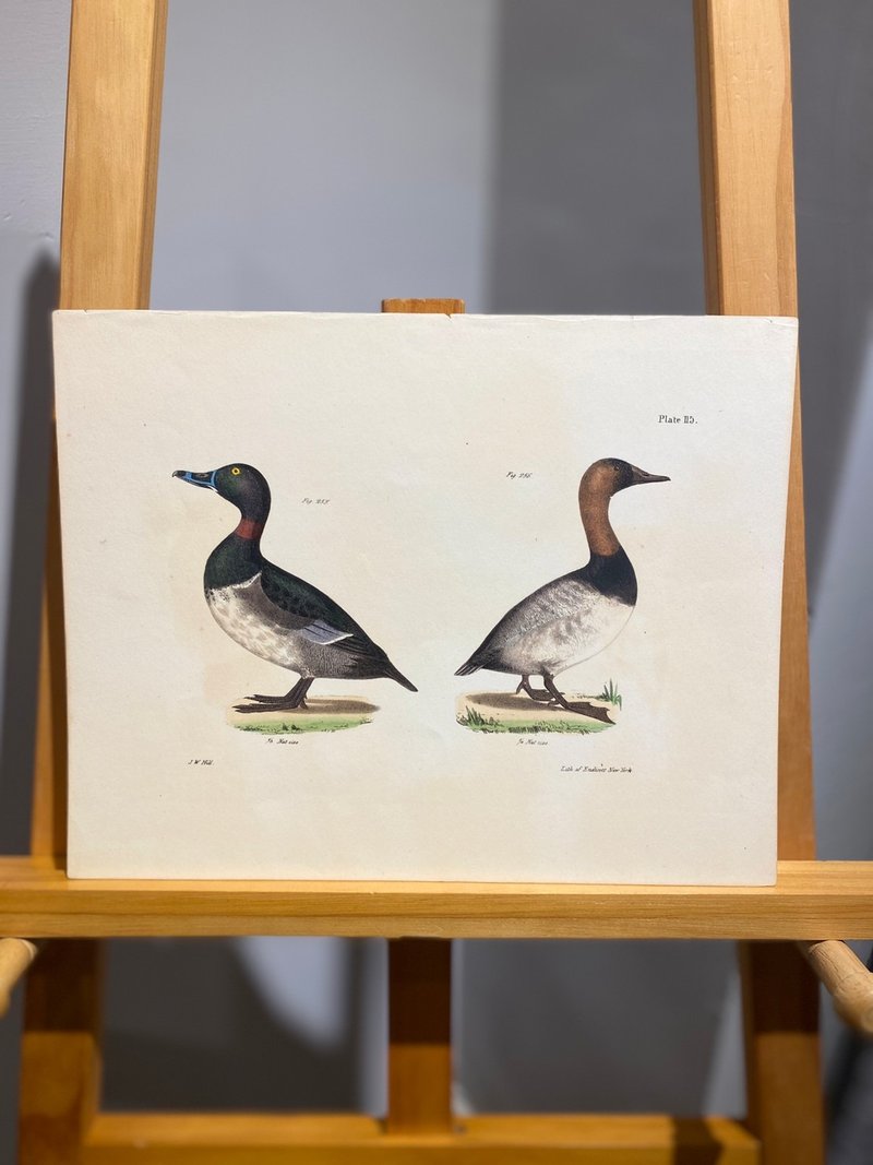 1842James Ellsworth纽约动物学-手绘上色版画-凤头潜鸭J.W Hill - 海报/装饰画/版画 - 纸 白色