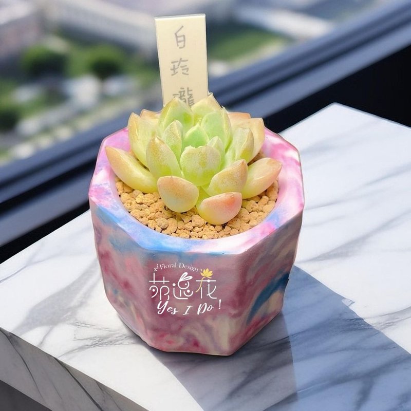 多肉渲染水泥盆植栽【DIY】 - 植栽/盆栽 - 植物．花 