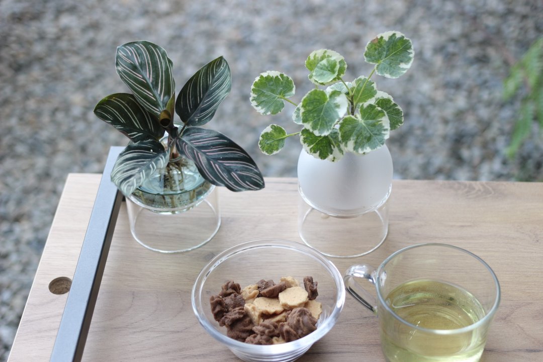 水培植栽│班叶圆叶福禄桐_室内植物 办公室盆栽 店内布置 - 植栽/盆栽 - 玻璃 
