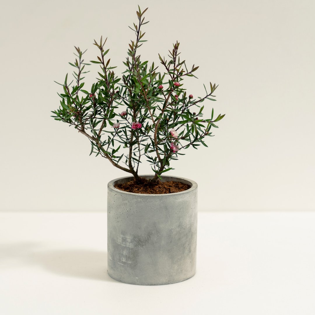 松红梅│泥作系列│福所栽 - 植栽/盆栽 - 水泥 红色