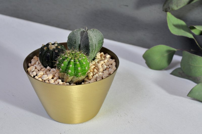 简单盆(Simpots)/斜口盆/小金 - 植栽/盆栽 - 其他金属 金色