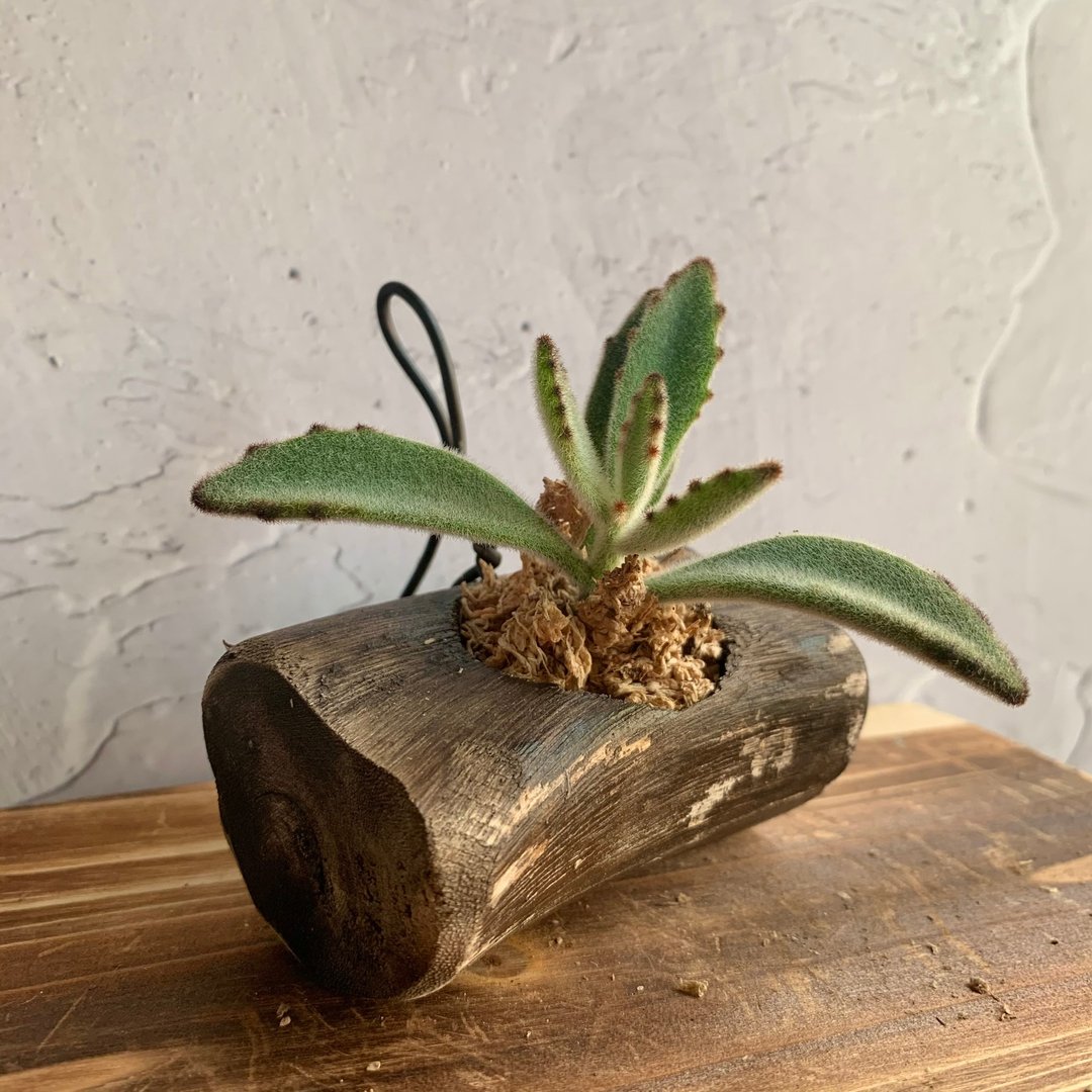 手工木作设计 盆栽摆饰 多肉植物 月兔耳 - 植栽/盆栽 - 木头 