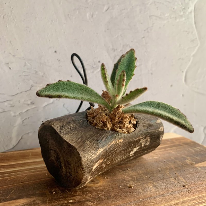 手工木作设计 盆栽摆饰 多肉植物 月兔耳 - 植栽/盆栽 - 木头 