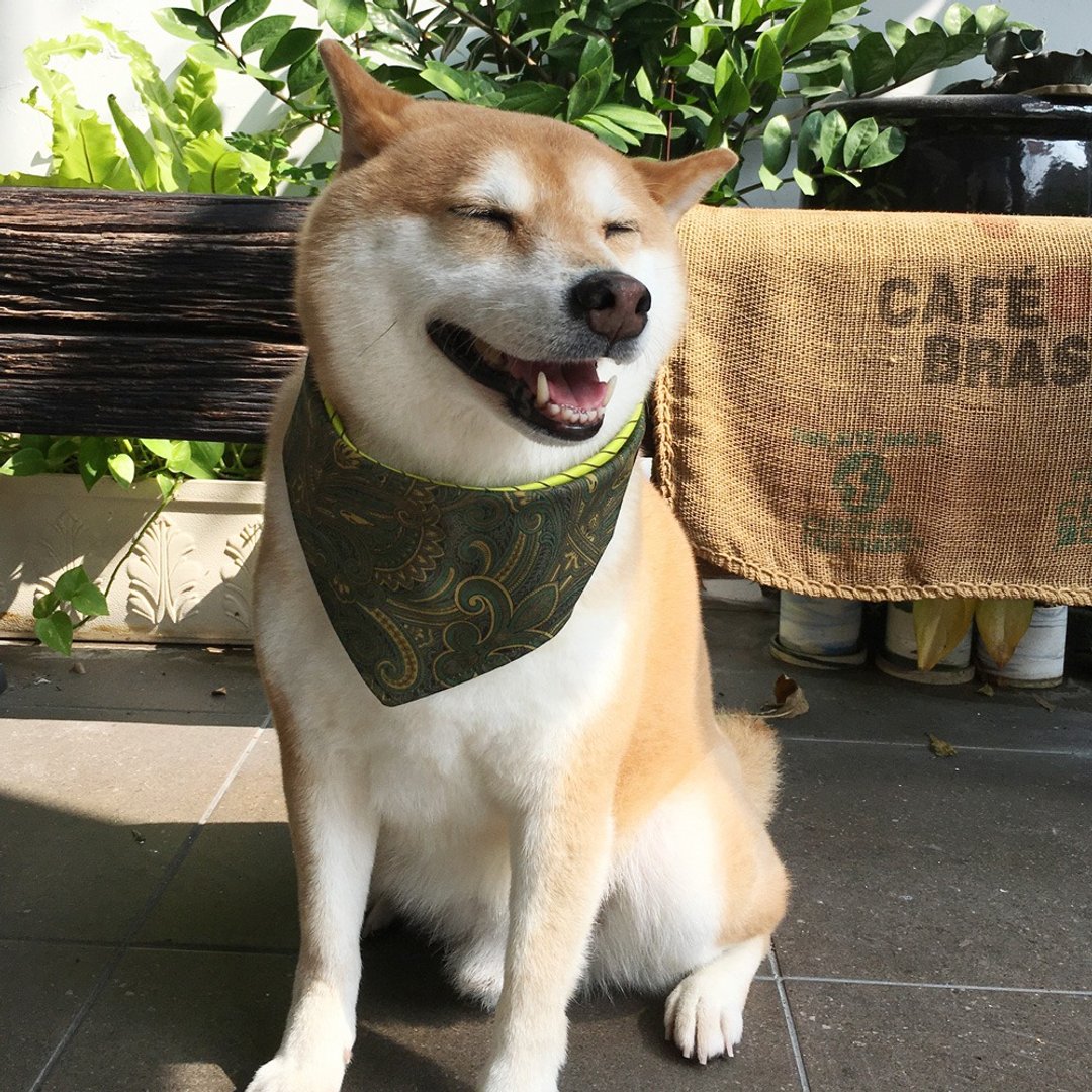狗狗专属名领巾-定制化(中型犬)- 皇家礼炮 - 项圈/牵绳 - 棉 绿色