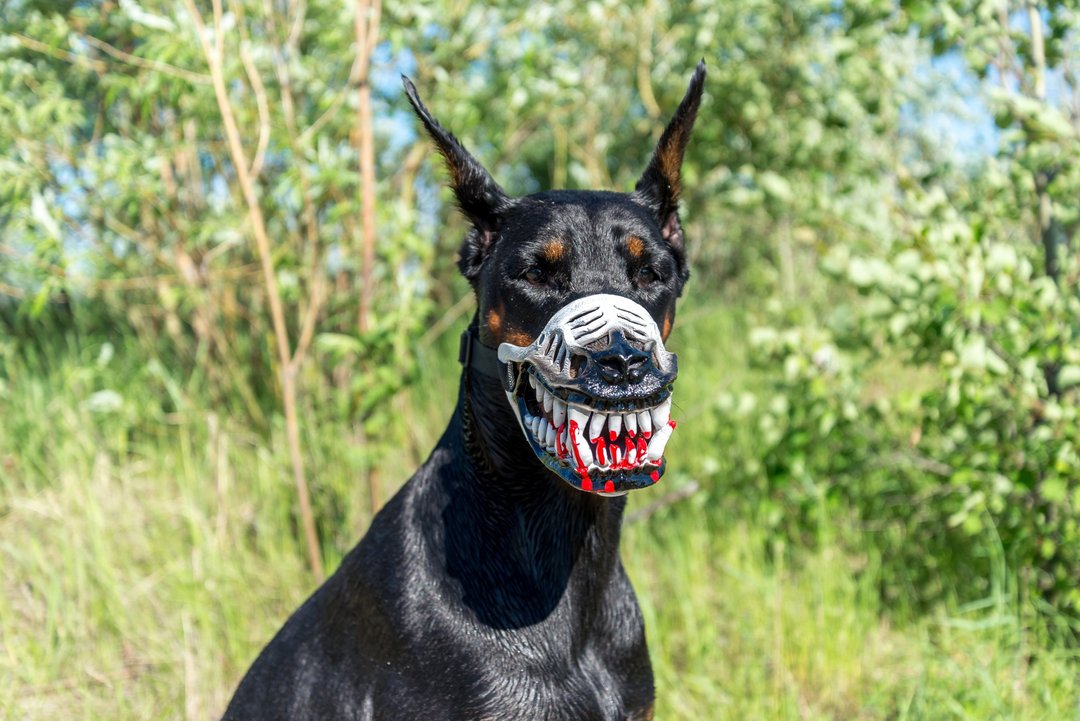 White Werewolf Dog muzzle Scary Doberman muzzles Pet Gift Halloween Costume Mask - 其他 - 塑料 