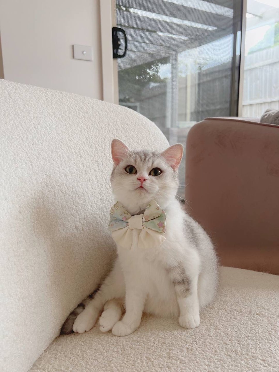 【宠物煲呔】【宠物蝴蝶结】猫猫 狗狗 可调松紧 可自配Collar 可 - 订制抱枕/饰品 - 棉 多色