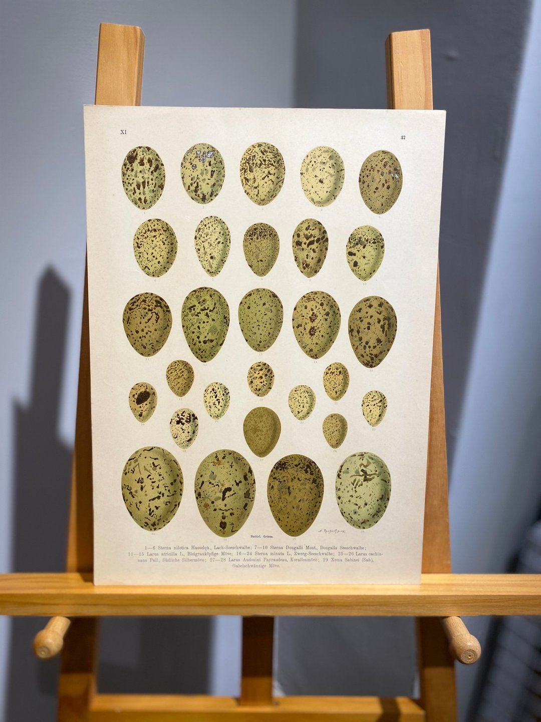 古董 19 世纪德国欧洲鸟蛋石版画图鉴 - 海报/装饰画/版画 - 纸 