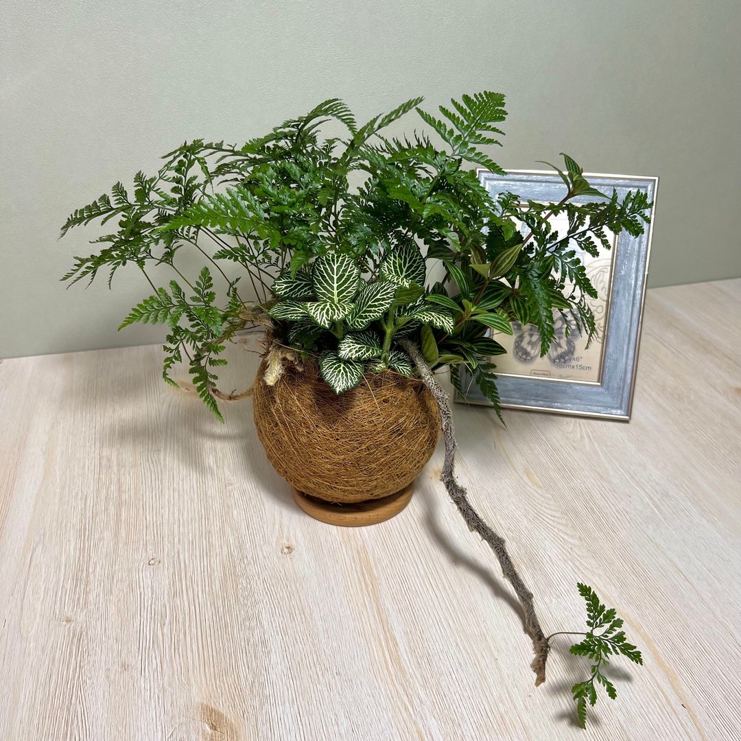 兔脚蕨 组合观叶植栽椰丝苔球 / 室内植物 露营配件 茶席摆设 - 植栽/盆栽 - 植物．花 