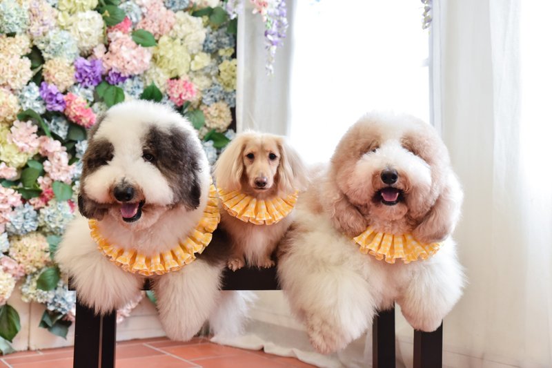 Angel Nina 宠物 围兜 领巾 脖围 - 衣/帽 - 棉．麻 粉红色