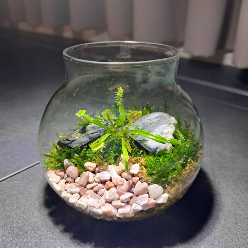 【苔疗愈】食虫植物**捕蝇草**生态瓶DIY材料包/情人节礼物 - 植栽 - 玻璃 透明
